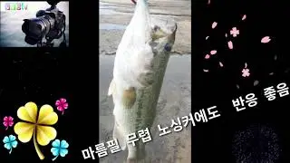 배스낚시 탐사(대호만,석문방조제 밑 삼화교,아산염치지,유구천,신풍천)/Bass fishing expedition