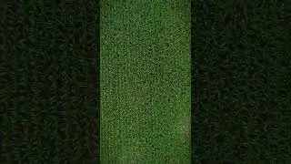 #кукуруза #drone #farming #работа #agriculture #nature #corn #agro