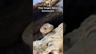 I Let My Snail-Eating Lizard Loose On The Snails 😬