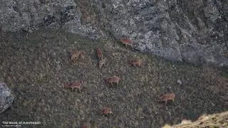 Mountain Goats. Azerbaijan
