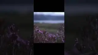 «Непокоренный»-Хенли У. Э.