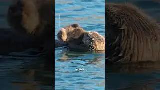 Sea otter pup takes a floating nap 🦦 