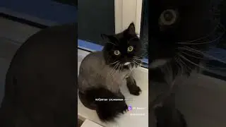 брею свою #киску онлайн #cat