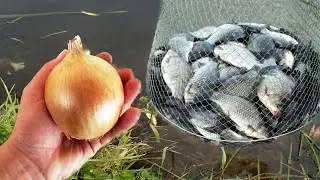 ТАК ВОТ ОТ ЧЕГО КАРАСЬ ДУРЕЕТ! Реакция рыбы на лук с хлебом! Подводная съемка