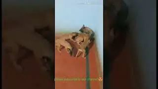 Belgian Malinois mom and son's argue 😱😱🤣 #Shorts #belgianmalinois #dogvideo
