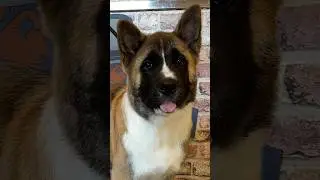 Doggy Daily Episode 350: Yuki the Akita 🐾 #akita #americanakita #akitapuppy #americanakitapuppy