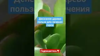 Денежное дерево#здоровье #здоровьеидолголетие #медицина