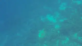 Dreams Vacation Черепашки плавают глубоко, но зато быстро.🥺