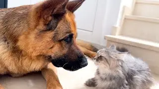 German Shepherd Suspects that Cat will soon become a mother!