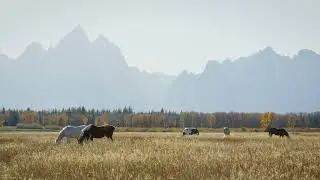 Wild Horses | Ambience & Sounds 🎵