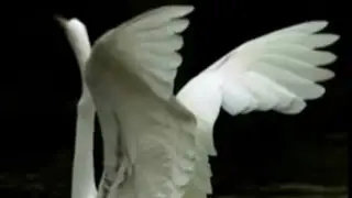 Pale Saints - She Rides The Waves '92