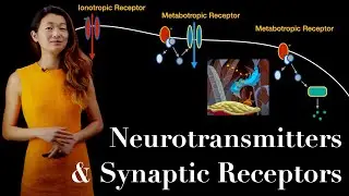 Neurotransmitters | Ionotropic and Metabotropic Receptors of the Synapse