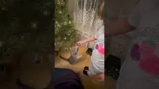 Любимая еда котиков. #котики #кот #колбаса