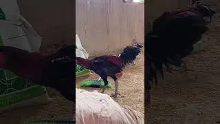 ម្លប់ពោធិបាក់ខែង