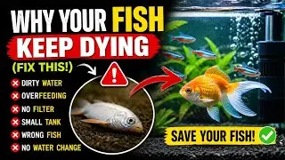 Why Your Fish Keep Dying (Fix This!)