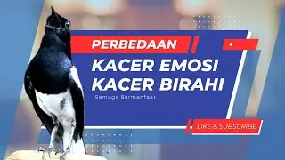 3 Cara Membedakan Over Emosi dan Over Birahi Burung Kacer