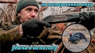 Охота на тетеревином току - удача в непогоду