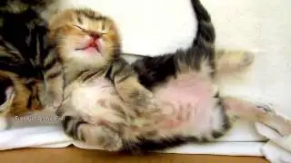 Приколы с животными. котята дергают лапками