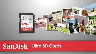 SanDisk® Ultra SD Cards | Catch Your Best Shot