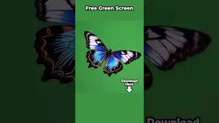 Realistic Butterfly – Green Screen VFX Short