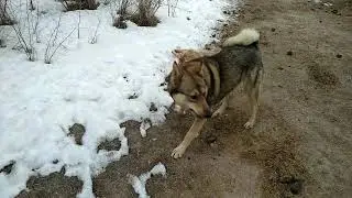 Охота на Шакала.