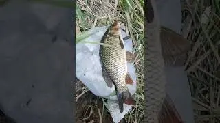 голые девушки,огромные сазаны ,рыбалка в маленьком пруду,сом
