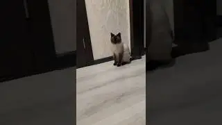 #cat