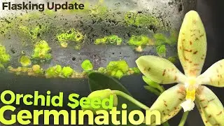Orchid Germination in Flask (2 of 4 - Growing Orchids From Seed) - Phalaenopsis pallens
