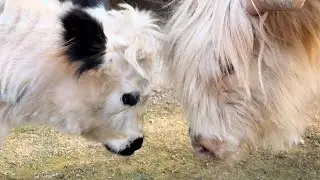 Queenie gets a new friend!!!!