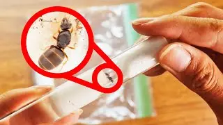 Unboxing My New Pet Ants!
