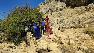 Exploring the nomadic lifestyle of Iran : Harvesting mountainns barberry - Documentary film🍇⛰️
