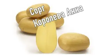 Срок Созревания Картофеля Королева Анна