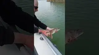 Поймал - отпусти! Рыбалка на реке Маныч. #shorts #catchandrelease #fishmir