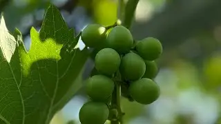 Cateva plante de vita de vie. 06.07.2025