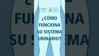 ¿Cómo Funciona Su Sistema Urinario? #urologycarefoundation #urinarytract #aua