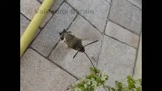 Macroglossum Stellatarum
