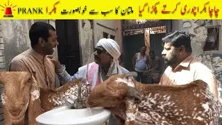 Biggest Bakra In Punjab | Latest Comedy Video 2021 | Chacha Pardesi - Pranks In Pakistan