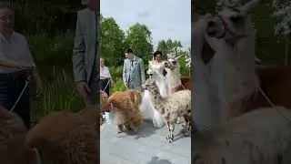 Как вынести кольца на свадьбе? #свадебныекольца #каквынестикольца #ведущийнасвадьбумосква