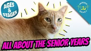 The Senior Cat Years | Cat Ages and Stages