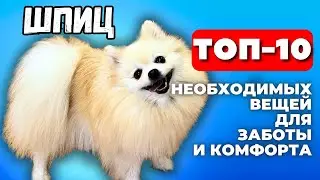 Собака шпиц 🐾 Топ 10 Необходимых вещей для ухода и радости питомца