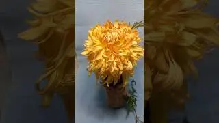 Редкие сорта хризантемы 