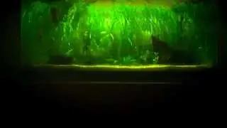 How To Reduce Nitrates In Your Aquarium (Aquarium007)