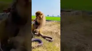 борьба в природе
