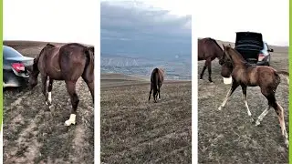 Мои лошадки в горах.  Дагестан.