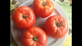 Томат Добряк. Дегустация!