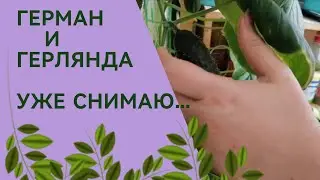 Герман и Герлянда, уже снимаю!) Гномы как деревья!