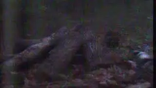 Fisher Hunting
