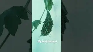 My first harvest #viral #ytshorts #viralvideo #gardening #terracegardening #harvest