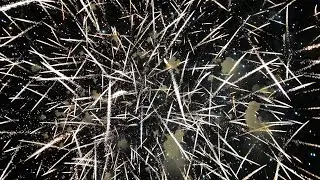 Spettacolo -  Senatore - San Trifone - Fuochi D'artificio Adelfia 2023