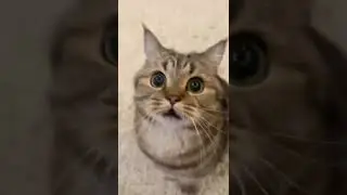 🐈Рыся's short video with ♬ Nokia